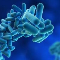 legionella-cause-contagio-prevenzione