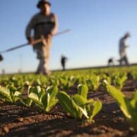 regolamento-agricoltura-biologica