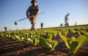 regolamento-agricoltura-biologica