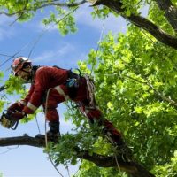 tree climbing e sicurezza sul lavoro