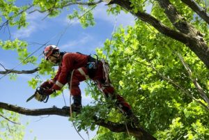 tree climbing e sicurezza sul lavoro