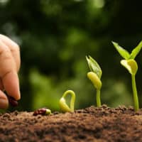 agricoltura-biologica-concimi-ammessi