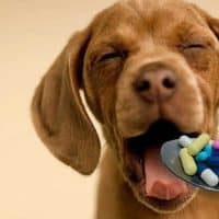 medicinali-veterinari-disposizioni-2019-