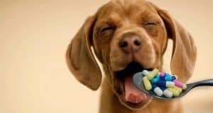 medicinali-veterinari-disposizioni-2019-