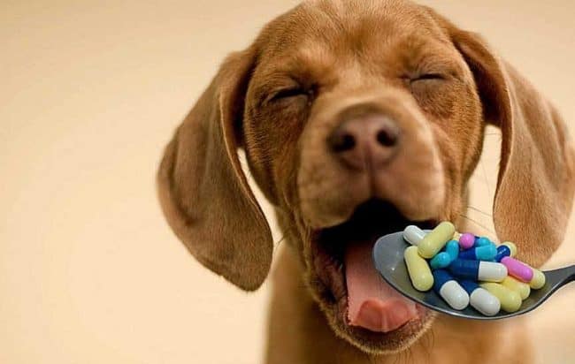 medicinali-veterinari-disposizioni-2019-