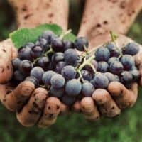 vendemmia-sicurezza