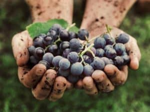 vendemmia-sicurezza