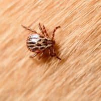 zoonosi-rischio-biologico-malattie-infettive
