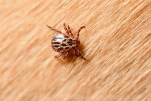 zoonosi-rischio-biologico-malattie-infettive