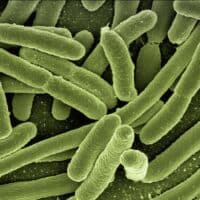 biofilm-batteri-sugli-alimenti
