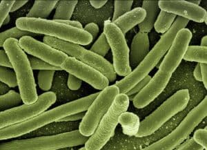 biofilm-batteri-sugli-alimenti