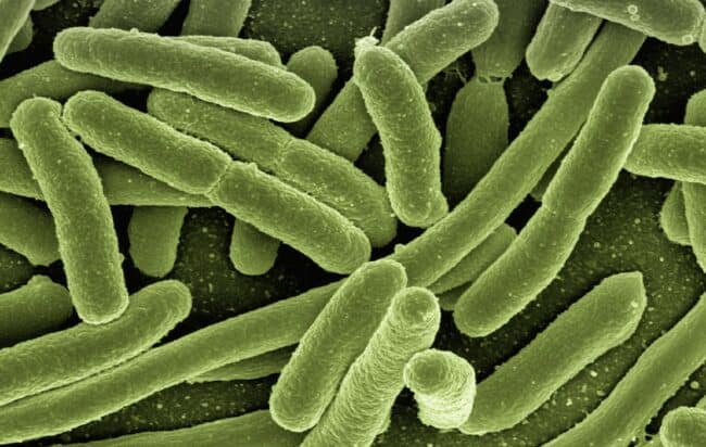 biofilm-batteri-sugli-alimenti