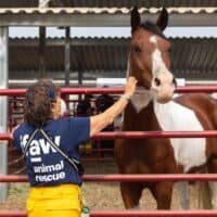 sicurezza veterinari