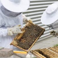 rischio biologico attività zoo-tecniche