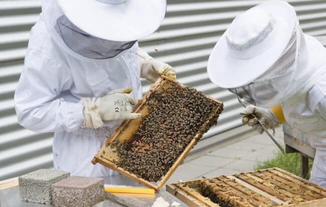 rischio biologico attività zoo-tecniche